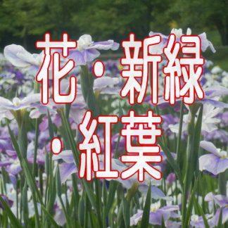 花・新緑・紅葉